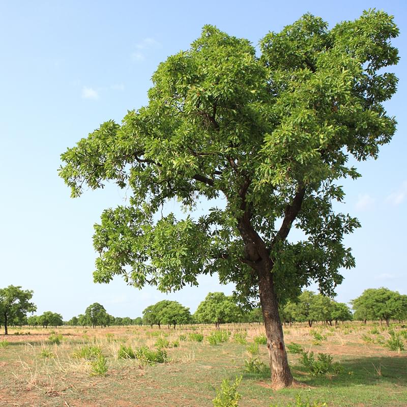 Lasting Smiles Sourcing